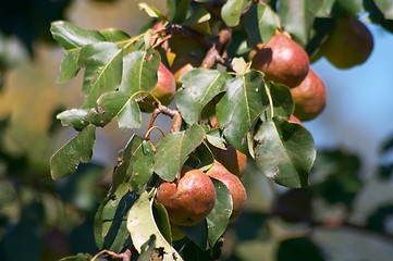 Image showing Pears on the tree