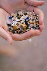 Image showing seashells in hands