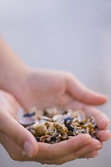 Image showing seashells in hands