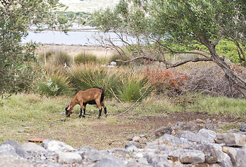 Image showing Goat grazing near green olive trees