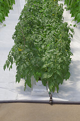 Image showing Hydroponic Tomato Plant 