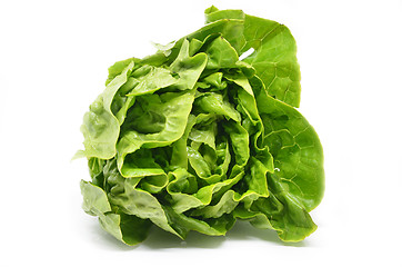 Image showing Green butter head lettuce 