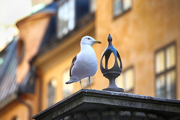 Image showing Seagull on top of statue Jarntorgspumpen in Gamla Stan, Stockhol