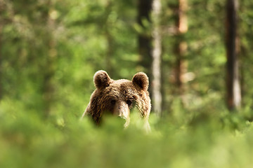 Image showing Brown bear peeking over the hill