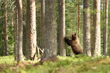 Image showing Brown bear standing against a tree