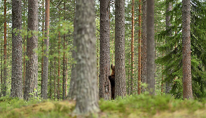 Image showing European brown bear standing in the forest 