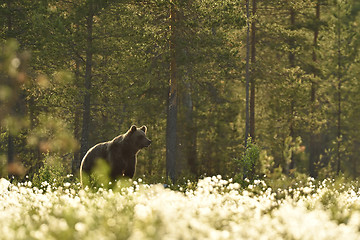 Image showing European Brown Bear 