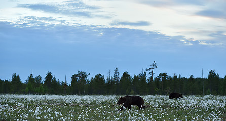 Image showing Two brown bears in wetland