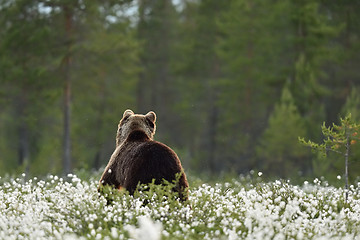 Image showing Back view of European Brown Bear