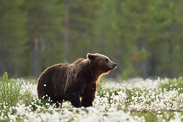 Image showing European Brown Bear