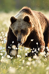 Image showing European brown bear walking