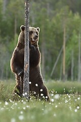 Image showing Brown bear standing