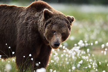 Image showing European Brown Bear portrait 