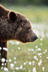 Image showing Side view of brown bear
