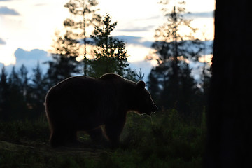 Image showing European Brown Bear in forest