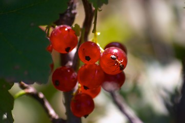 Image showing Red currant