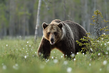 Image showing Big brown bear walking in the bog at summer