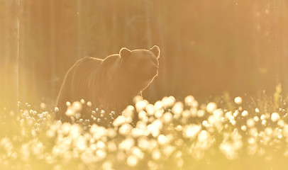 Image showing Brown bear in contra light. Bear against a sunlight. Bear in back light.