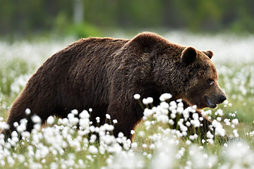 Image showing Brown bear walking in blossoming cottongrass. Wounded bear in bog.