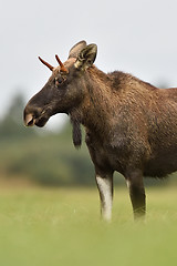 Image showing The European elk (moose) portrait in autumn meadow