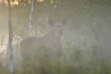 Image showing Moose in the mist. Moose at sunset.