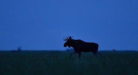 Image showing Moose bull at dawn walking in meadow. Moose bull in heat.