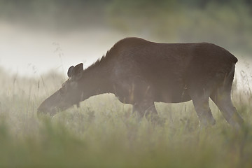 Image showing Moose cow eating in the meadow at summer evening