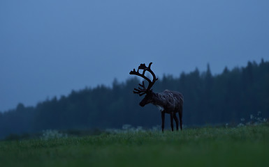 Image showing Reindeer in Lapland at midnight. Reindeer at twilight.