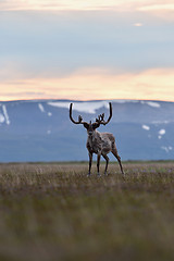 Image showing Reindeer with mountains in the background
