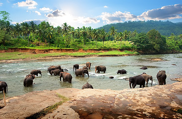 Image showing Elephants in park