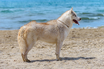 Image showing Husky breed dog