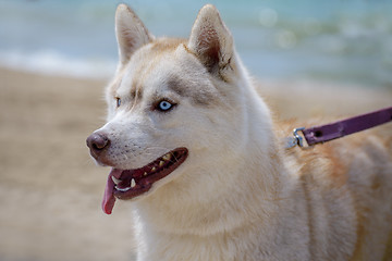 Image showing Husky breed dog