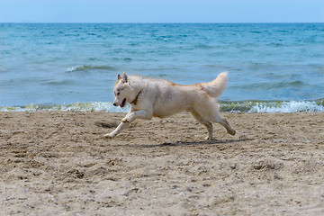 Image showing Husky breed dog