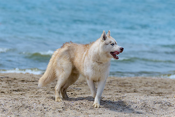 Image showing Husky breed dog