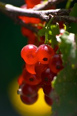 Image showing Red currant