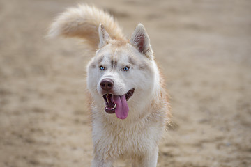 Image showing Husky breed dog