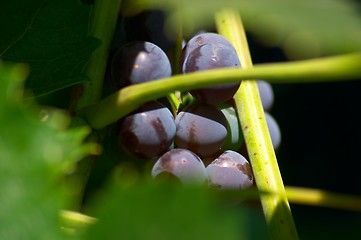 Image showing Bunch of grapes