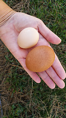 Image showing Female Hand Holding Two Different Sized Organic Eggs In Palm of 