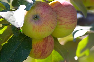 Image showing Apples on the tree