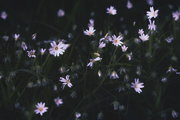 Image showing White Forest Flowers