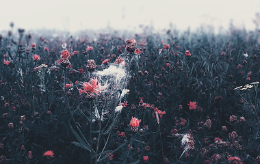 Image showing Misty Wild Flowering Meadow