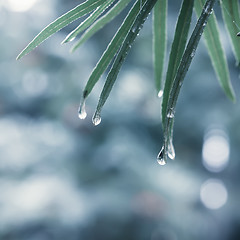 Image showing Dew or Rain Drops On Leaves