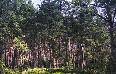 Image showing Summer Pine Forest