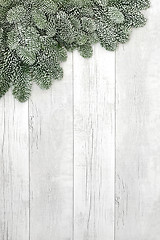 Image showing Spruce Fir Background Border