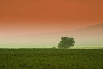 Image showing Tree behind a farm