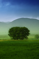 Image showing Tree behind a farm