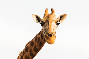 Image showing giraffe in africa