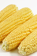 Image showing Corn crop