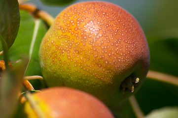 Image showing Pear on the tree
