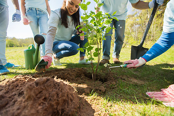 Image showing group of volunteers hands planting tree in park